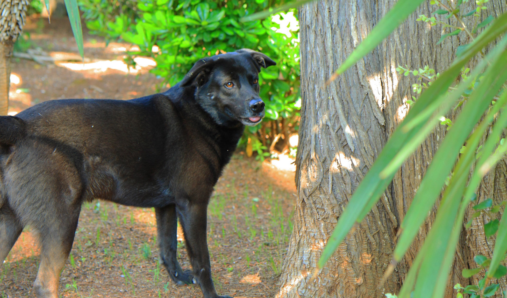 Murphy – Street Dog to Lord of the Manor